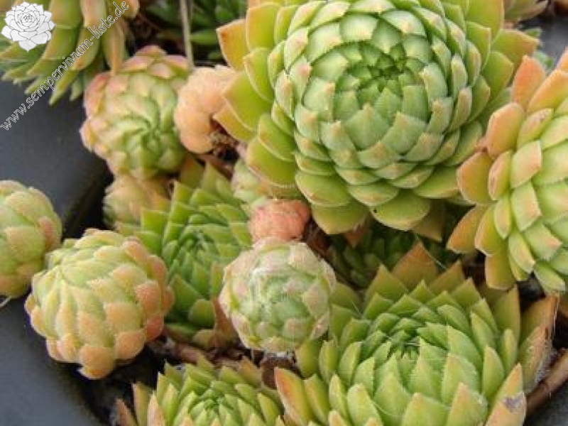 marmoreum ssp. reginae-amaliae (macedonicum) from Mts. Vardousia