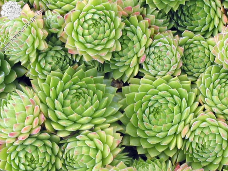 marmoreum ssp. reginae-amaliae (macedonicum)