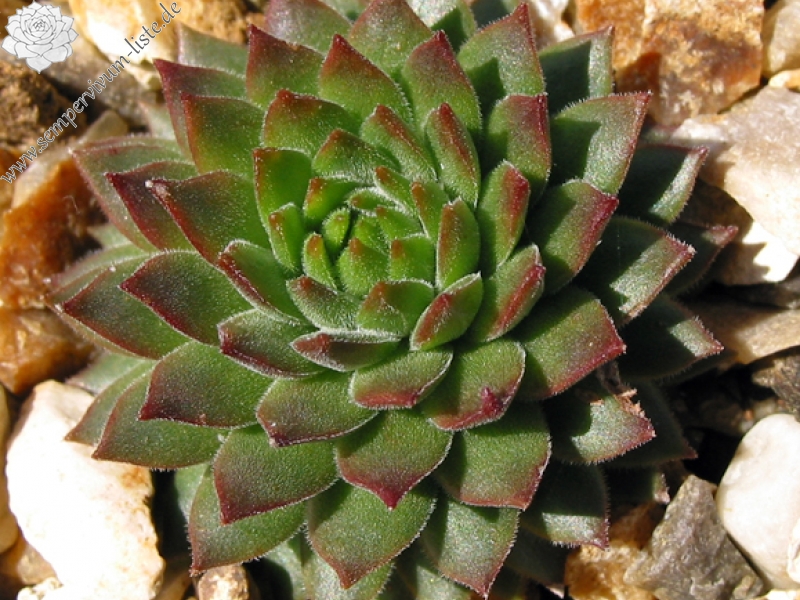 marmoreum ssp. reginae-amaliae (macedonicum) from Ljuboten