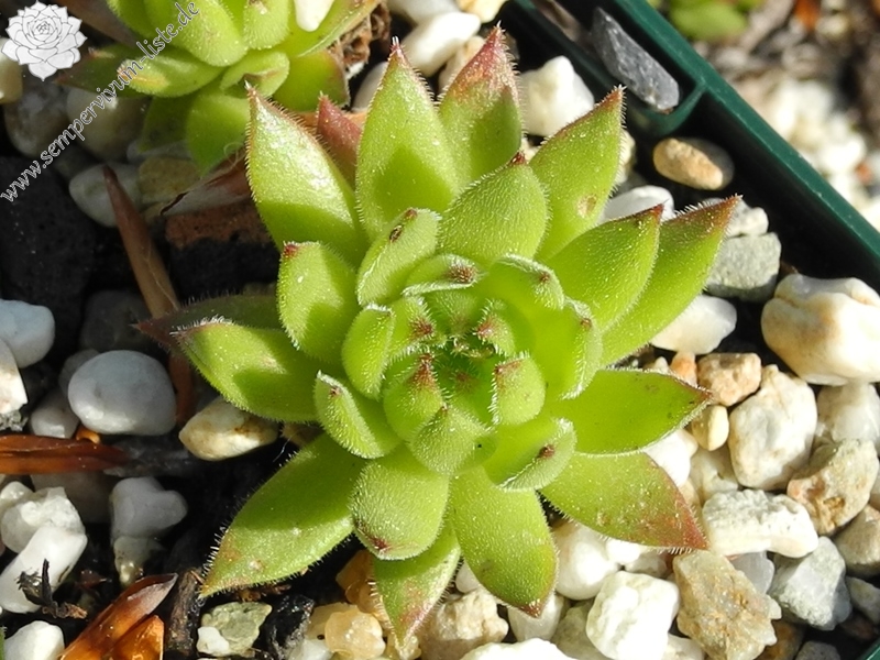 marmoreum ssp. reginae-amaliae (macedonicum) from Ljuboten