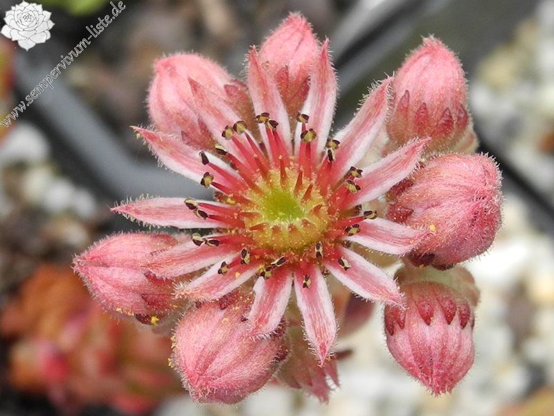 marmoreum ssp. marmoreum (dinaricum)
