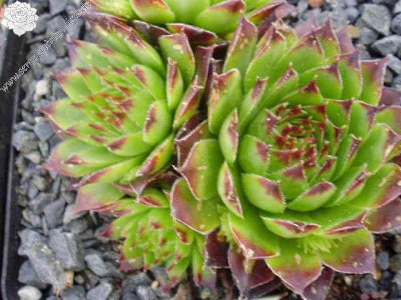 marmoreum ssp. marmoreum (schlehanii)