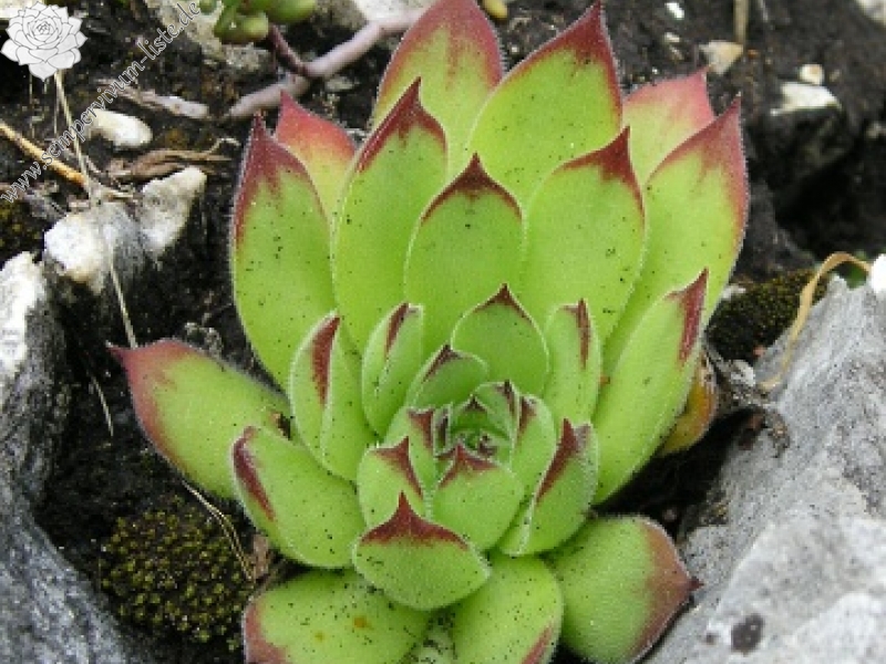 marmoreum ssp. matricum from Šarkanica