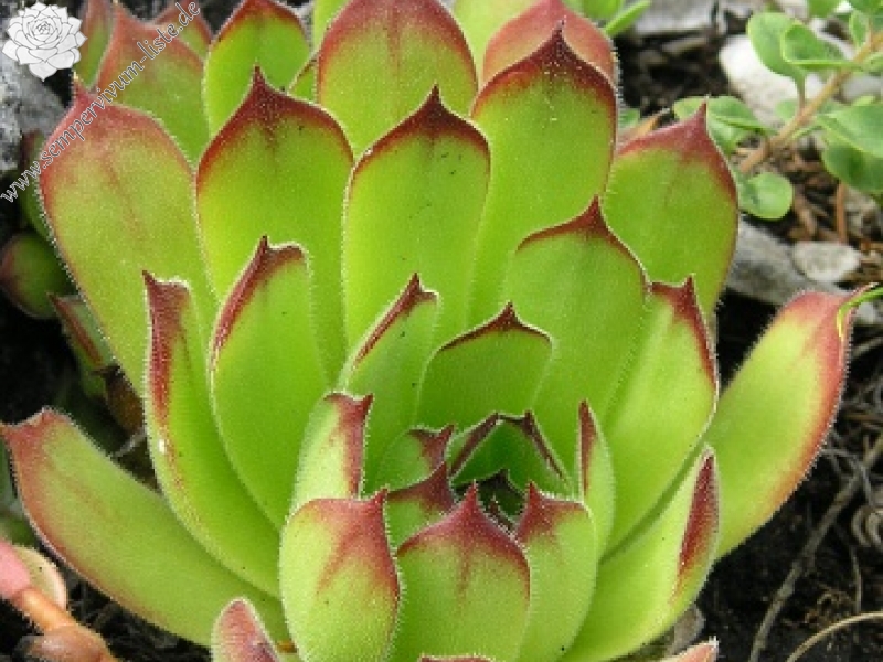 marmoreum ssp. matricum from Šarkanica