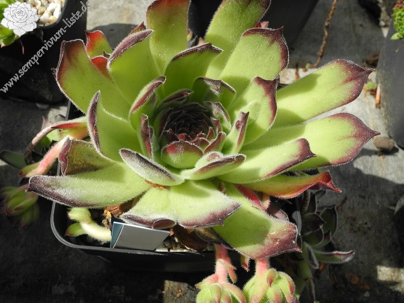 marmoreum ssp. matricum from Šarkanica