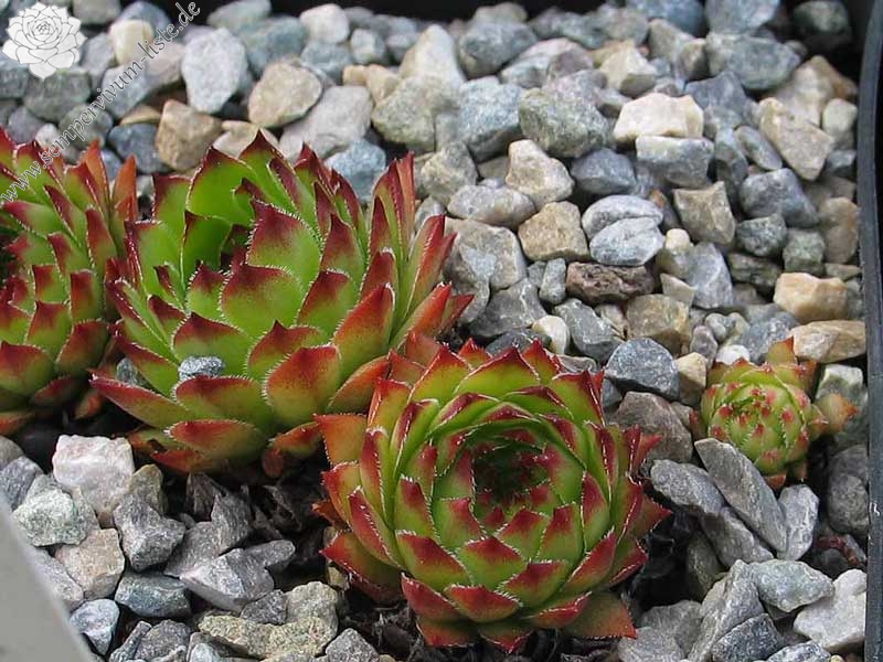 marmoreum ssp. marmoreum (dinaricum)