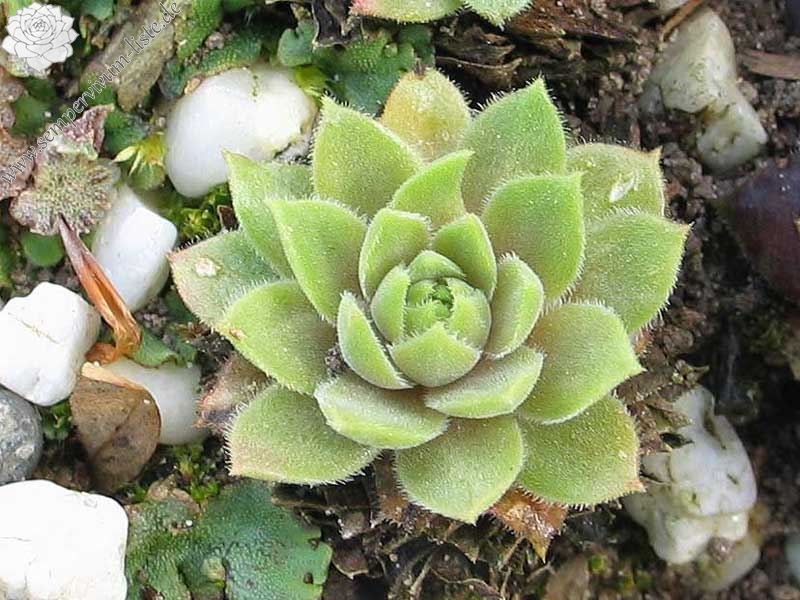 marmoreum ssp. erythraeum from Yondol