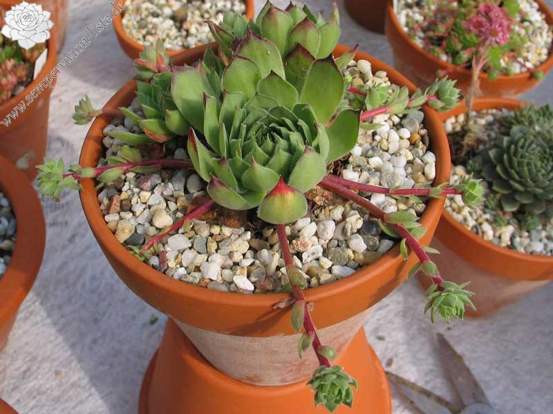 marmoreum ssp. matricum from Füzér