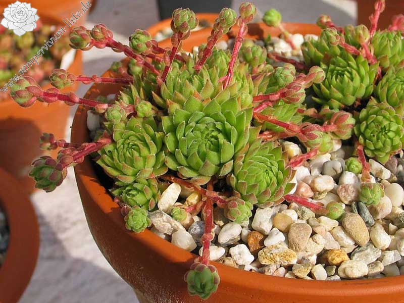 marmoreum ssp. reginae-amaliae (macedonicum) from Pepeljak