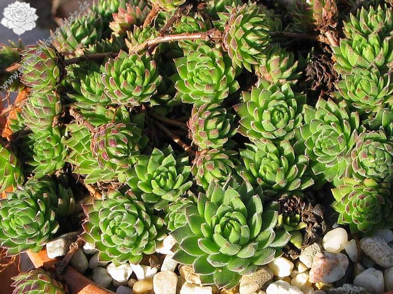 marmoreum ssp. reginae-amaliae (macedonicum) from Pepeljak