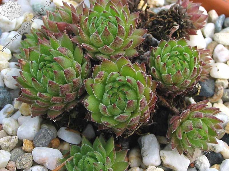 marmoreum ssp. reginae-amaliae (macedonicum) from Pepeljak