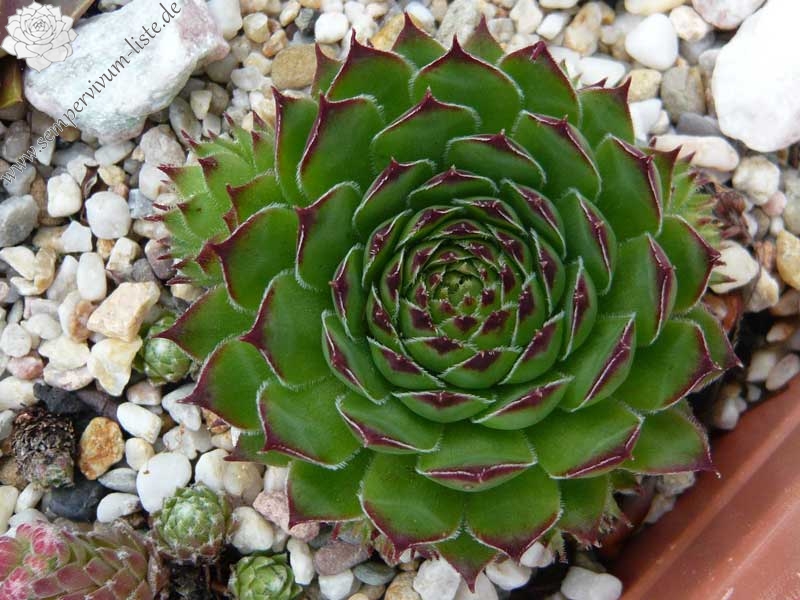 marmoreum ssp. marmoreum (schlehanii)