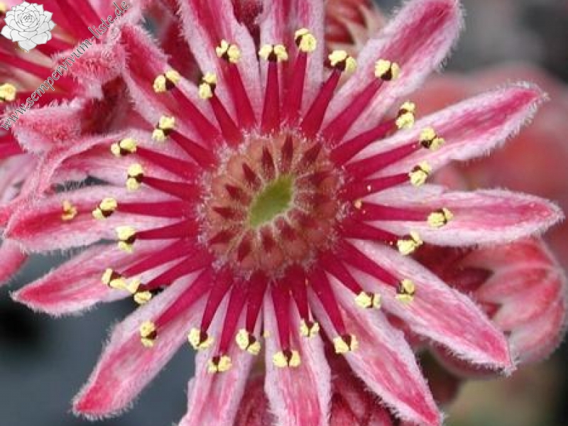 marmoreum ssp. marmoreum from Brasov