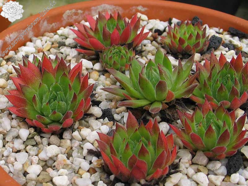 marmoreum ssp. reginae-amaliae (angustissimum)