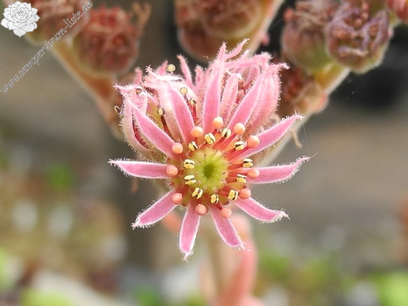 marmoreum ssp. reginae-amaliae (angustissimum)