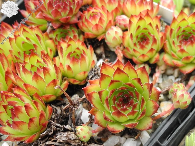 marmoreum ssp. marmoreum (dinaricum)