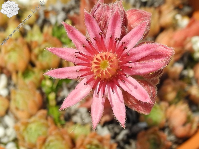 marmoreum ssp. erythraeum from Pirin