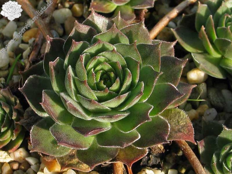 marmoreum ssp. matricum from Füzér