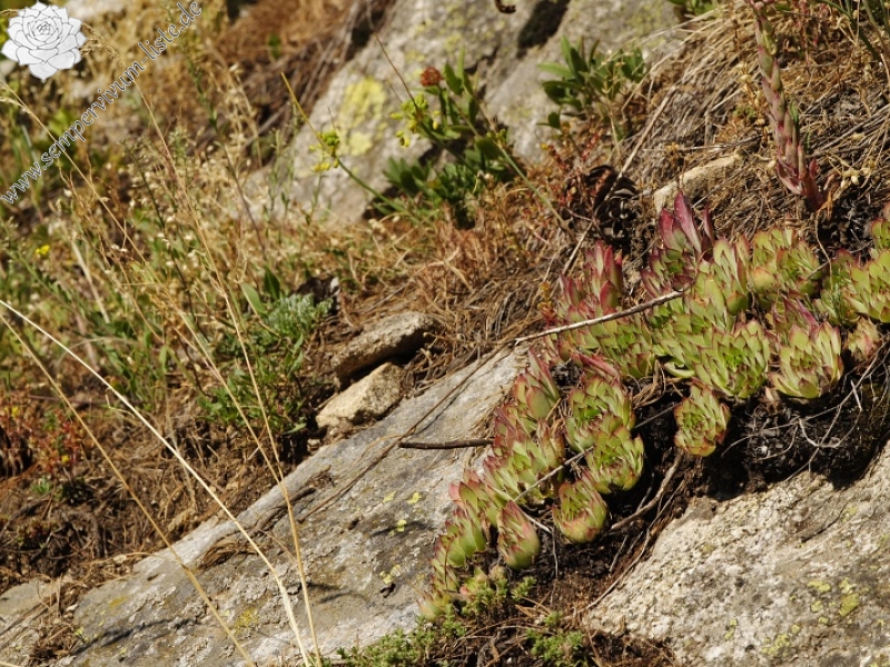 marmoreum ssp. marm. (assimile) cf. from Izvidnica, östl. Abhang