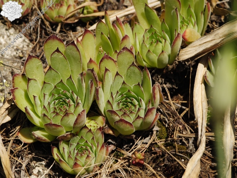 marmoreum ssp. marm. (assimile) cf. from Izvidnica, östl. Abhang