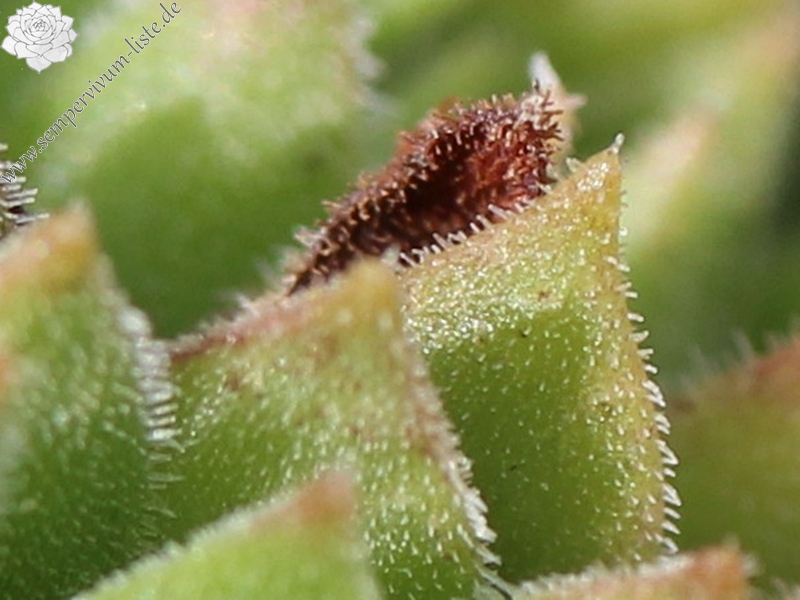 marmoreum ssp. reginae-amaliae (macedonicum) from Pepeljak