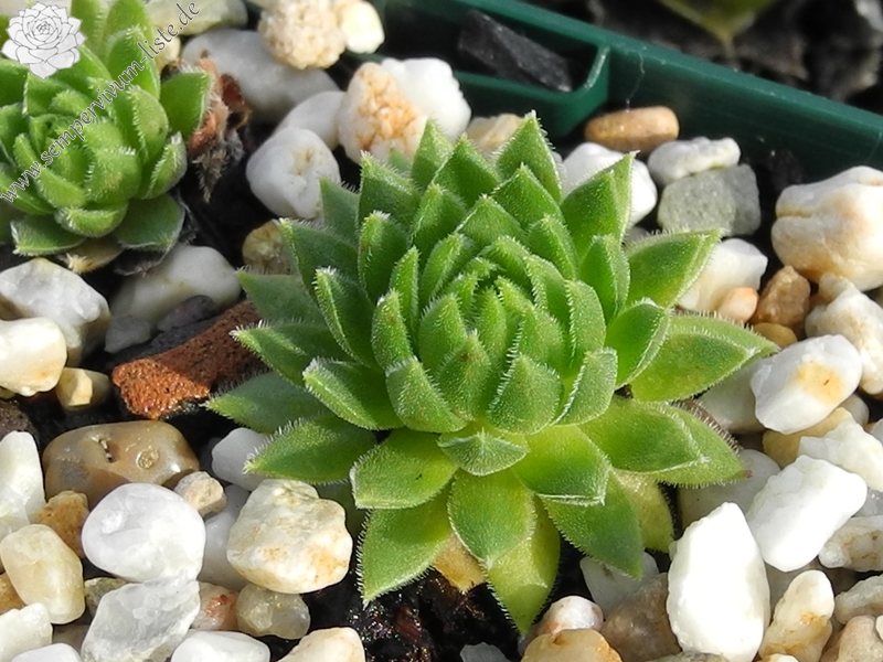 marmoreum ssp. reginae-amaliae (macedonicum) from Ljuboten