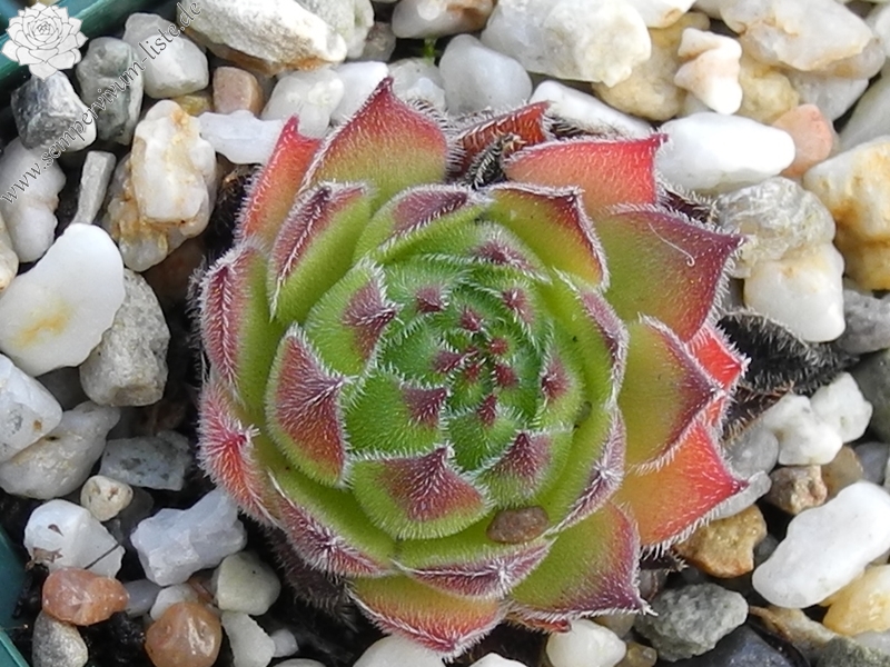 marmoreum ssp. matricum from Šarkanica