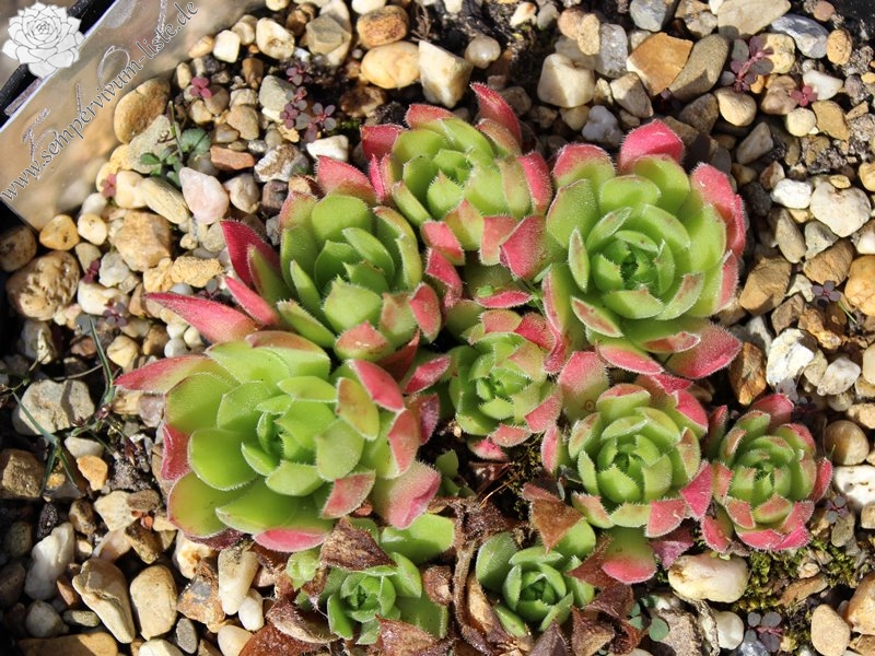 marmoreum ssp. matricum from Turna