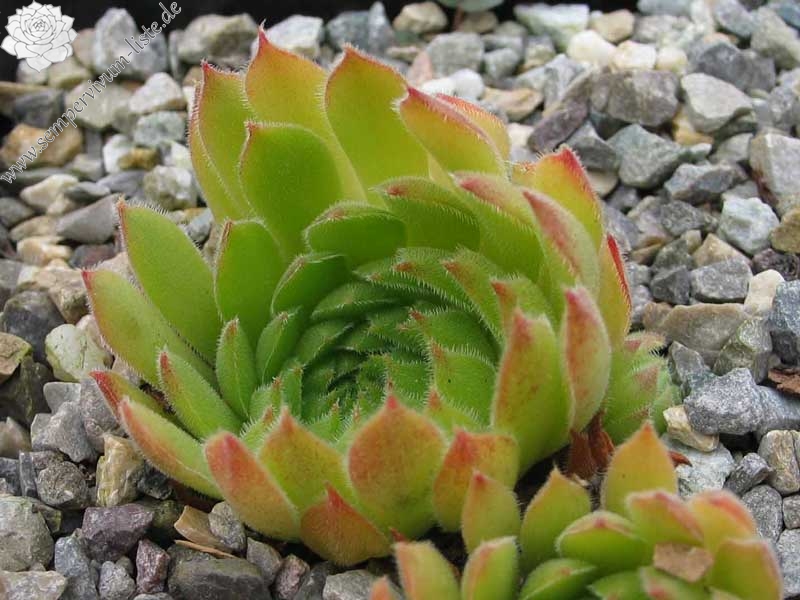 marmoreum ssp. matricum from Szarvaskö