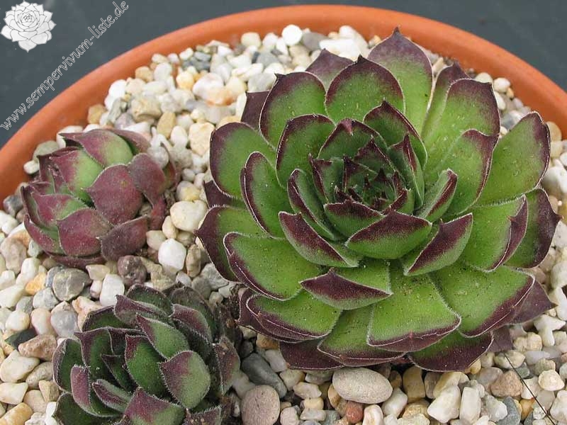 marmoreum ssp. matricum from Füzér