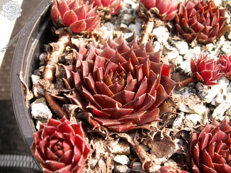 marmoreum ssp. marmoreum (rubicundum)