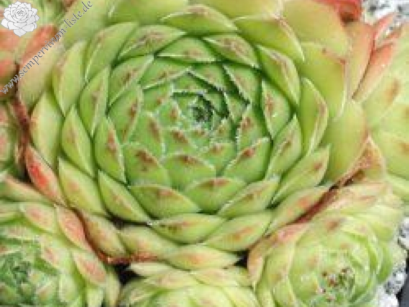 minutum from Penones de San Francisco PH133