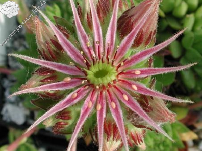 montanum from L'Arbizon