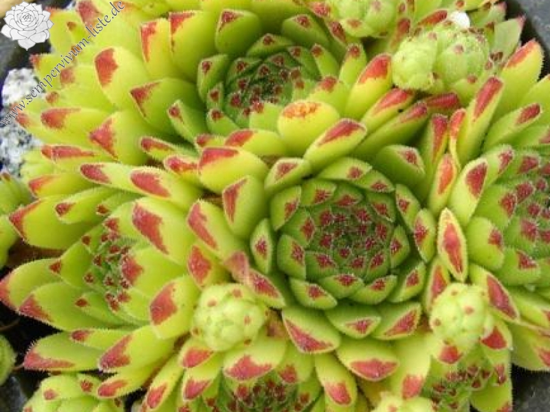 montanum from Hohe Tauern