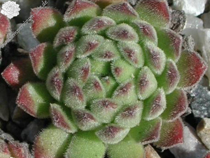 montanum from Pfossental