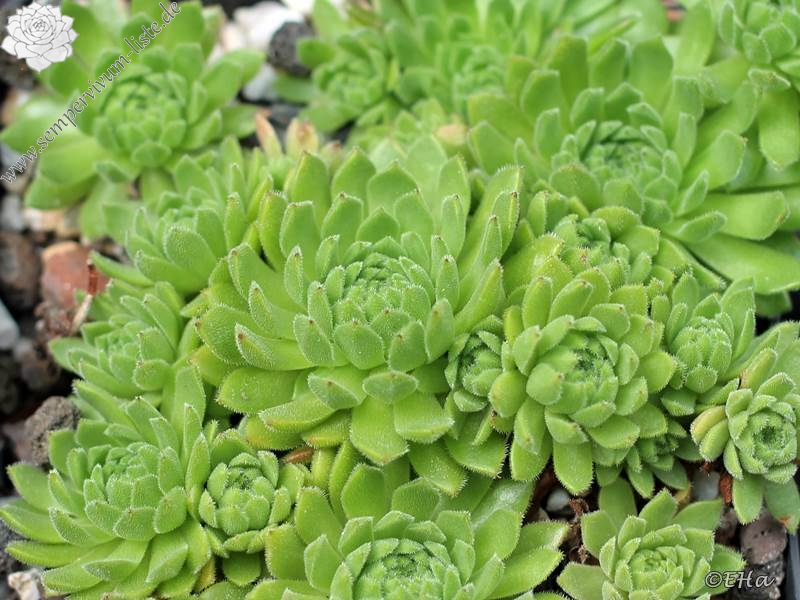 montanum from Hörndlinger Graben