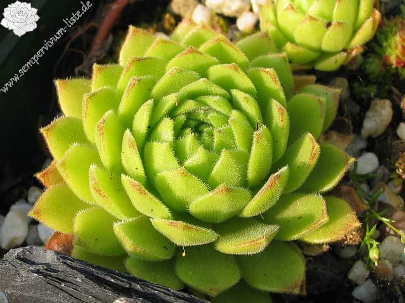 montanum ssp. burnatii from Queyras