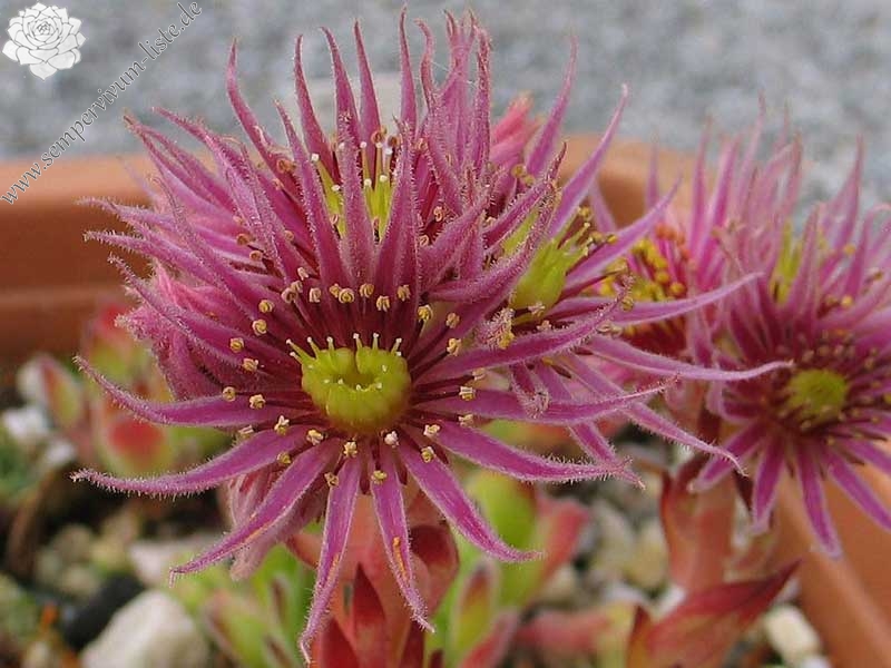 montanum from L'Arbizon