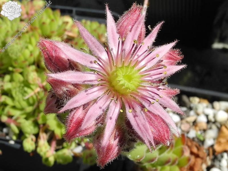 montanum ssp. burnatii from Queyras