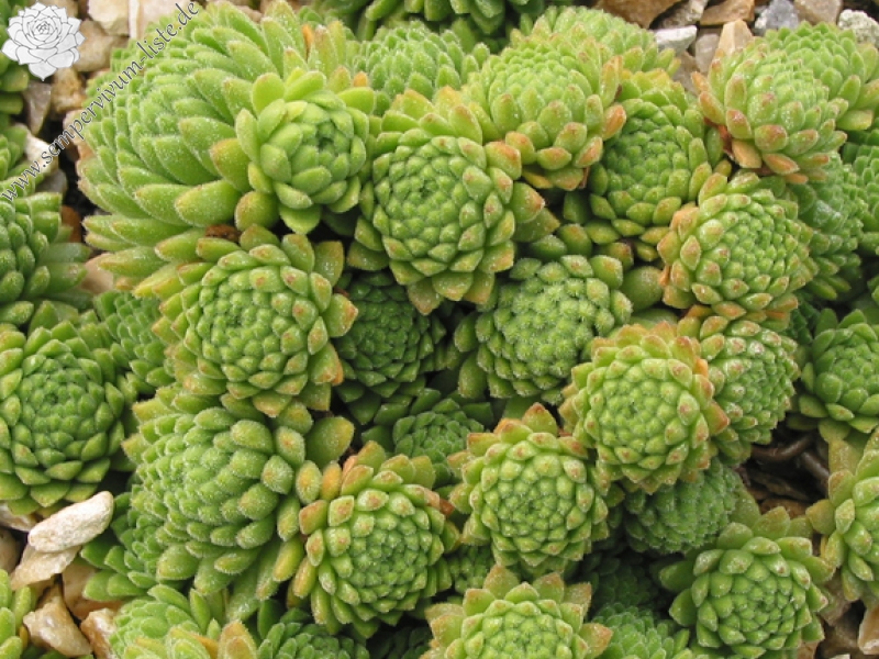 montanum from Monte Tonale