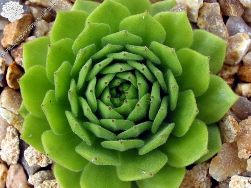 montanum ssp. burnatii