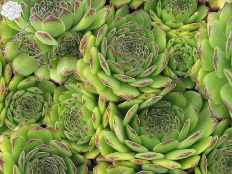 montanum ssp. burnatii