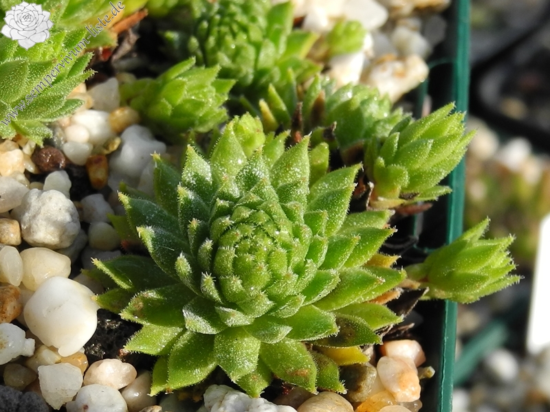 montanum from L'Arbizon