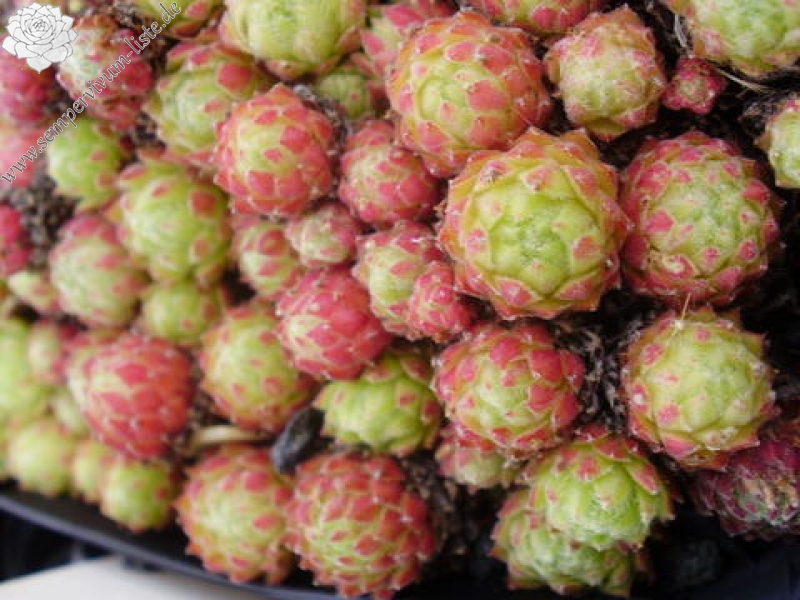 montanum from Windachtal 1