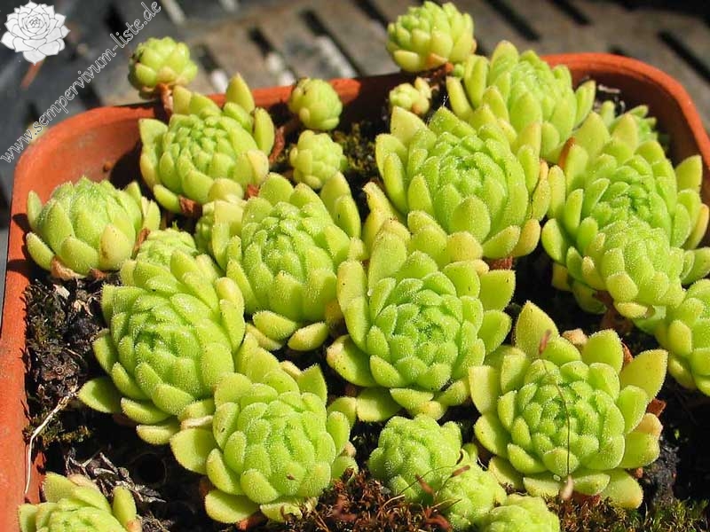 montanum (flagelliforme)