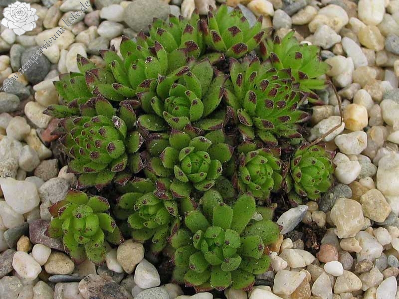 montanum from Hohe Tauern