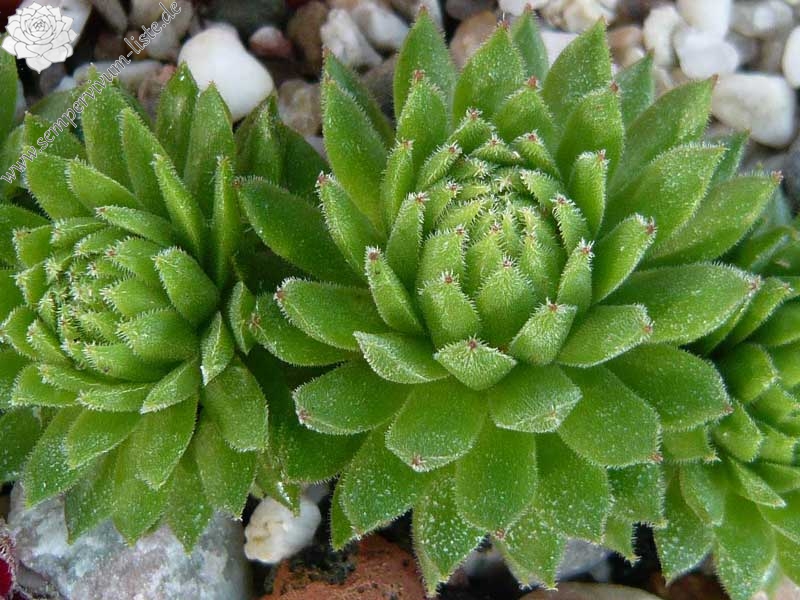 montanum from L'Arbizon