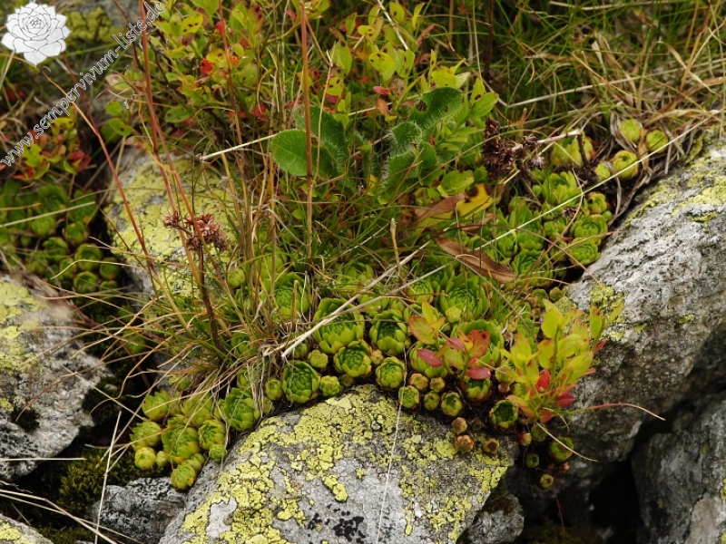 montanum ssp. carpathicum from Banistá