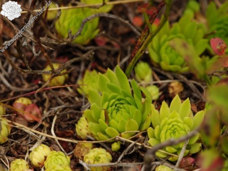 montanum ssp. carpathicum from Banistá