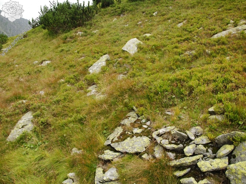 montanum ssp. carpathicum from Banistá